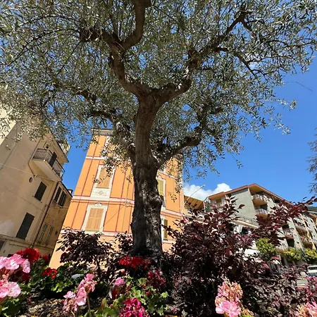 Fiori Di Ulivo