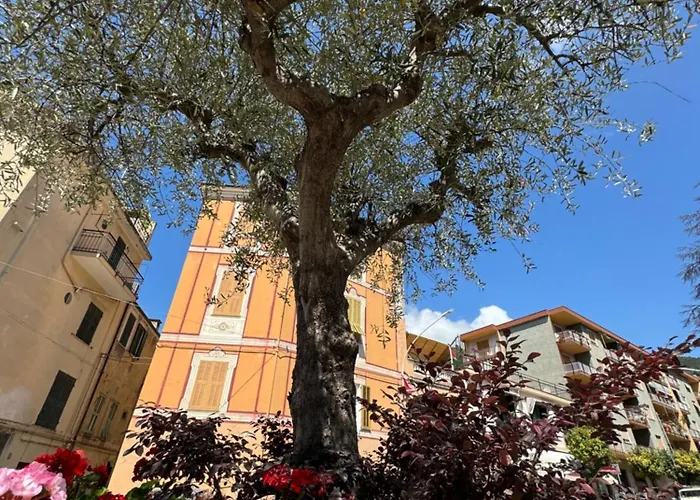 Fiori Di Ulivo